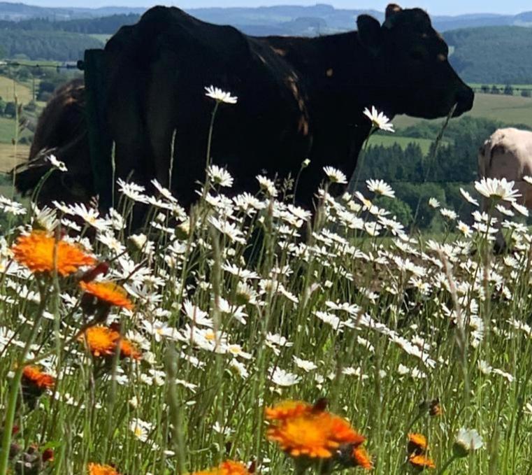 Urlaub Mit Hund Auf Dem Bauernhof Hofswald Lägenhet Euscheid Exteriör bild