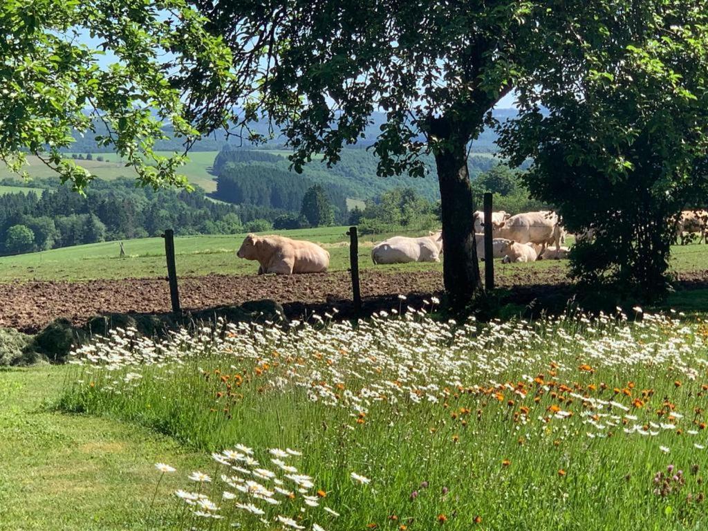 Urlaub Mit Hund Auf Dem Bauernhof Hofswald Lägenhet Euscheid Exteriör bild