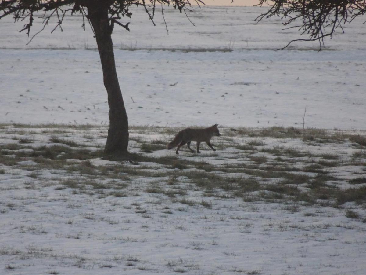 Urlaub Mit Hund Auf Dem Bauernhof Hofswald Lägenhet Euscheid Exteriör bild