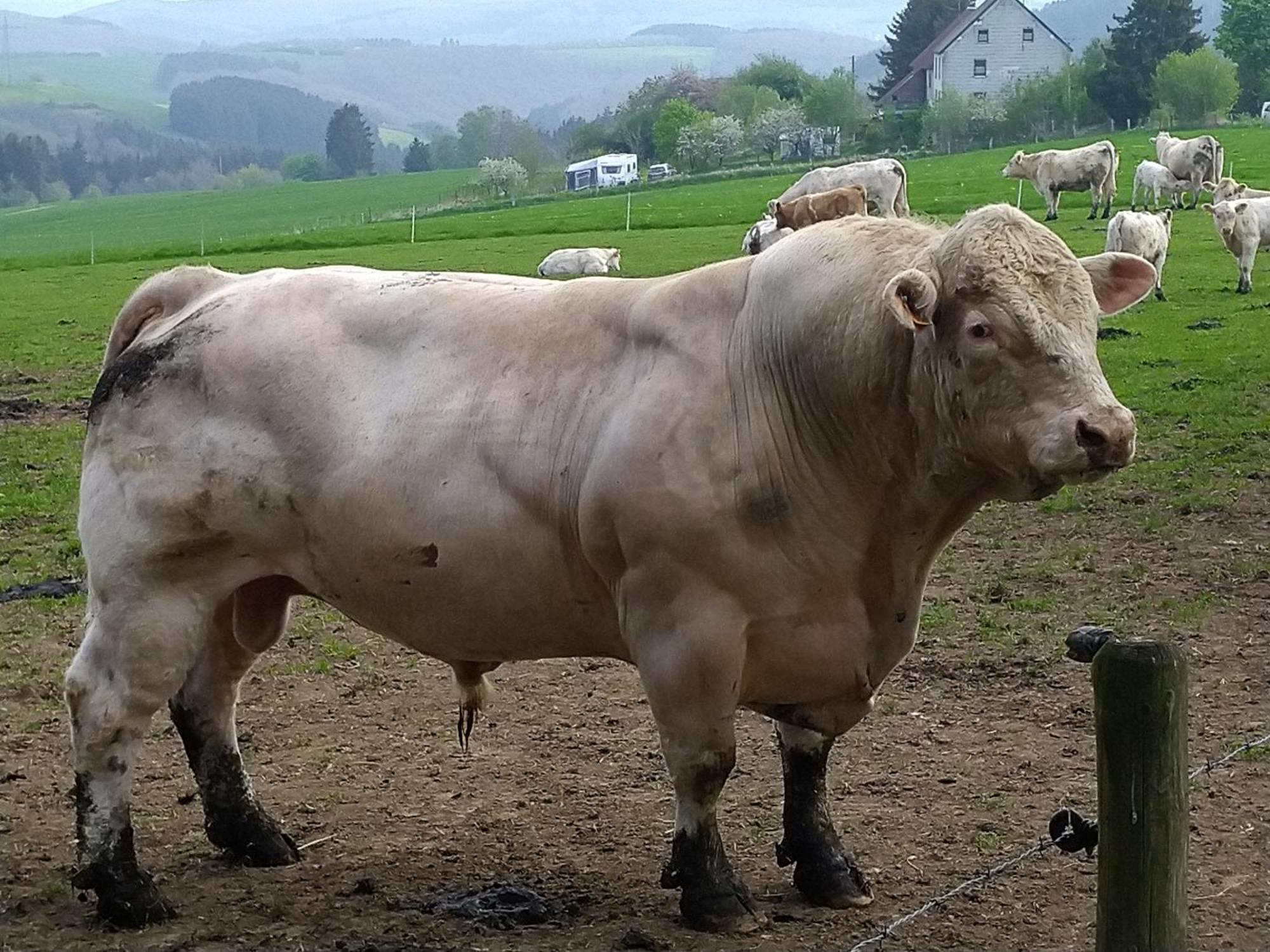 Urlaub Mit Hund Auf Dem Bauernhof Hofswald Lägenhet Euscheid Exteriör bild