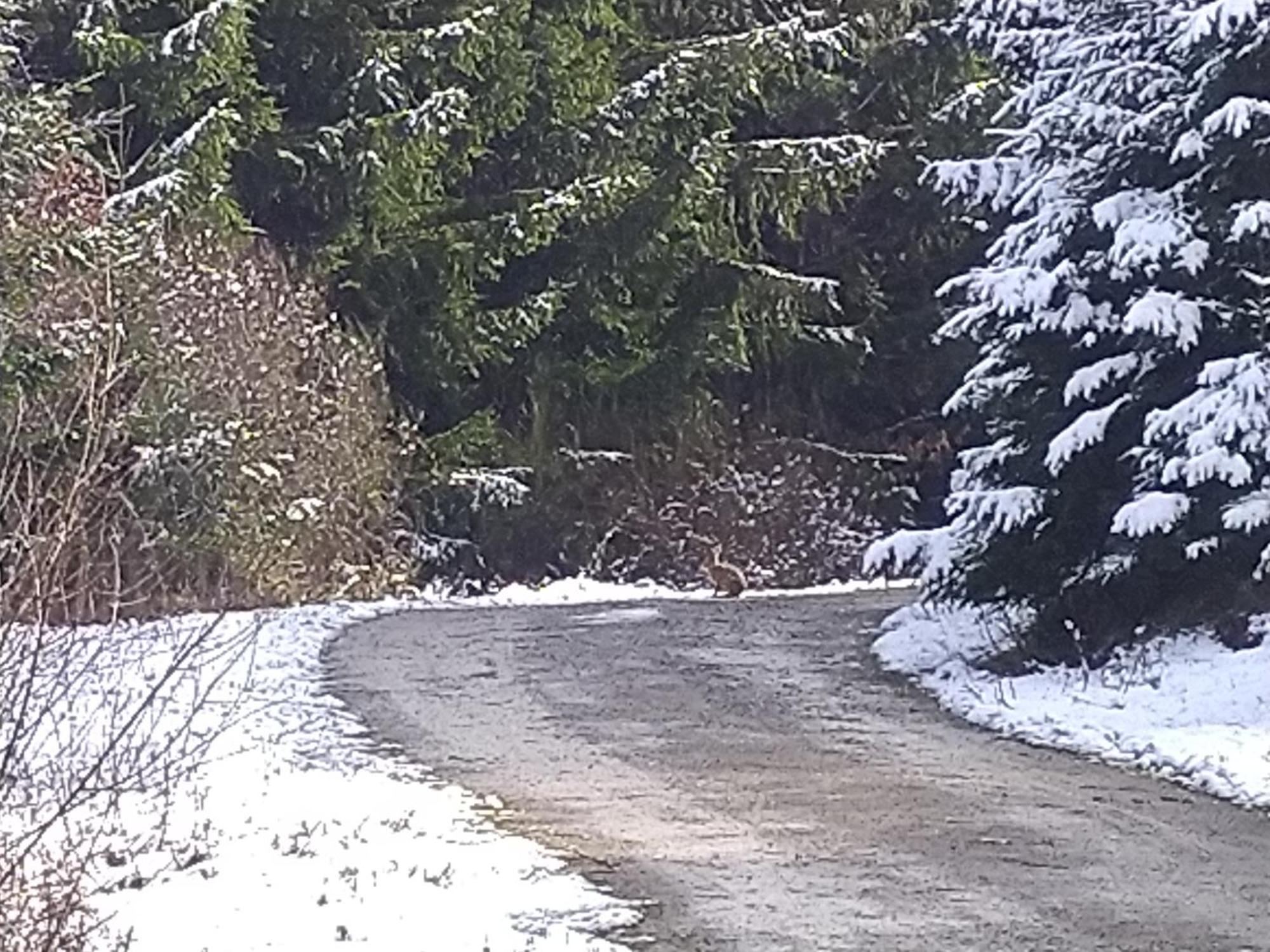 Urlaub Mit Hund Auf Dem Bauernhof Hofswald Lägenhet Euscheid Exteriör bild