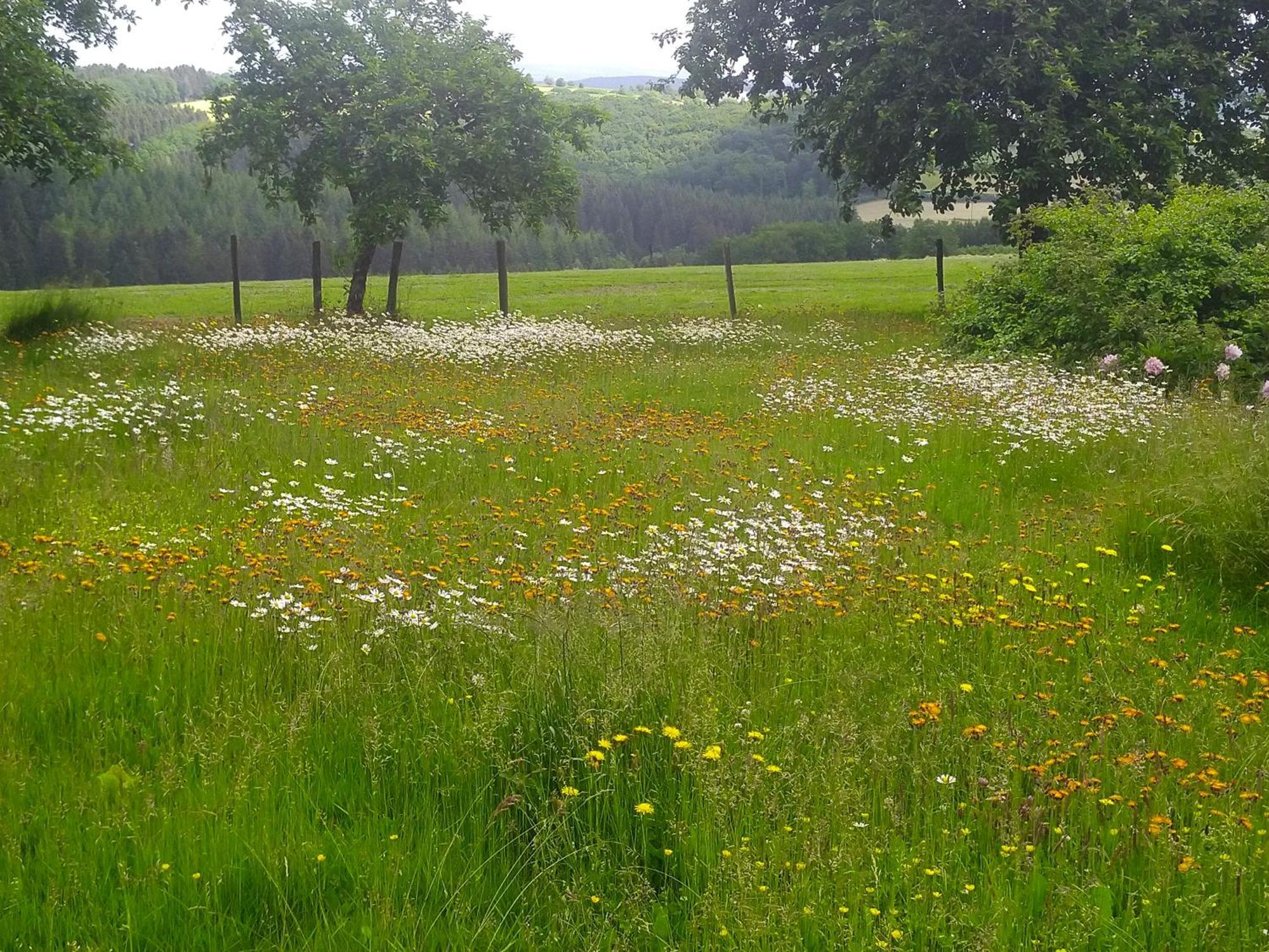 Urlaub Mit Hund Auf Dem Bauernhof Hofswald Lägenhet Euscheid Exteriör bild