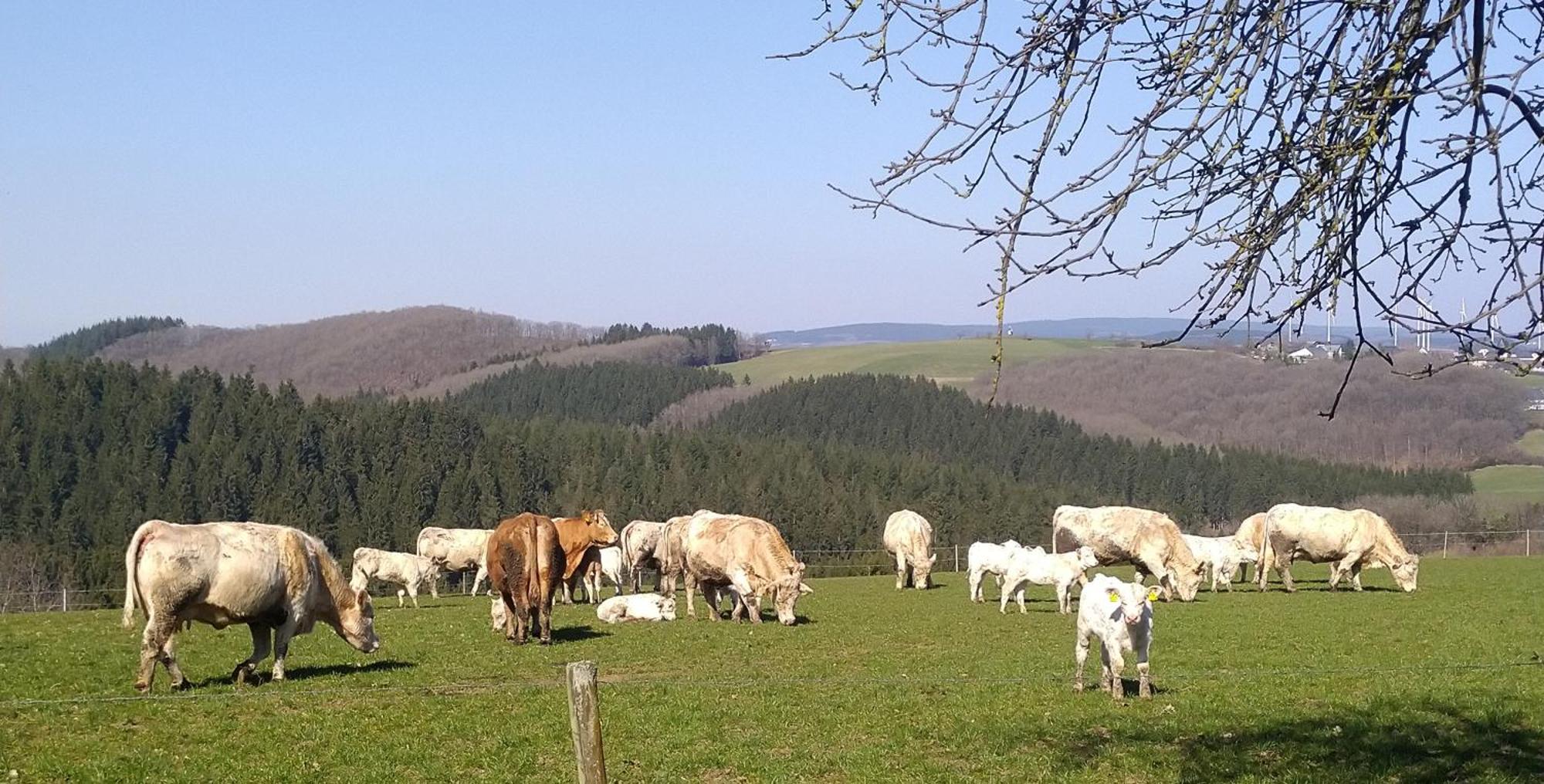 Urlaub Mit Hund Auf Dem Bauernhof Hofswald Lägenhet Euscheid Exteriör bild