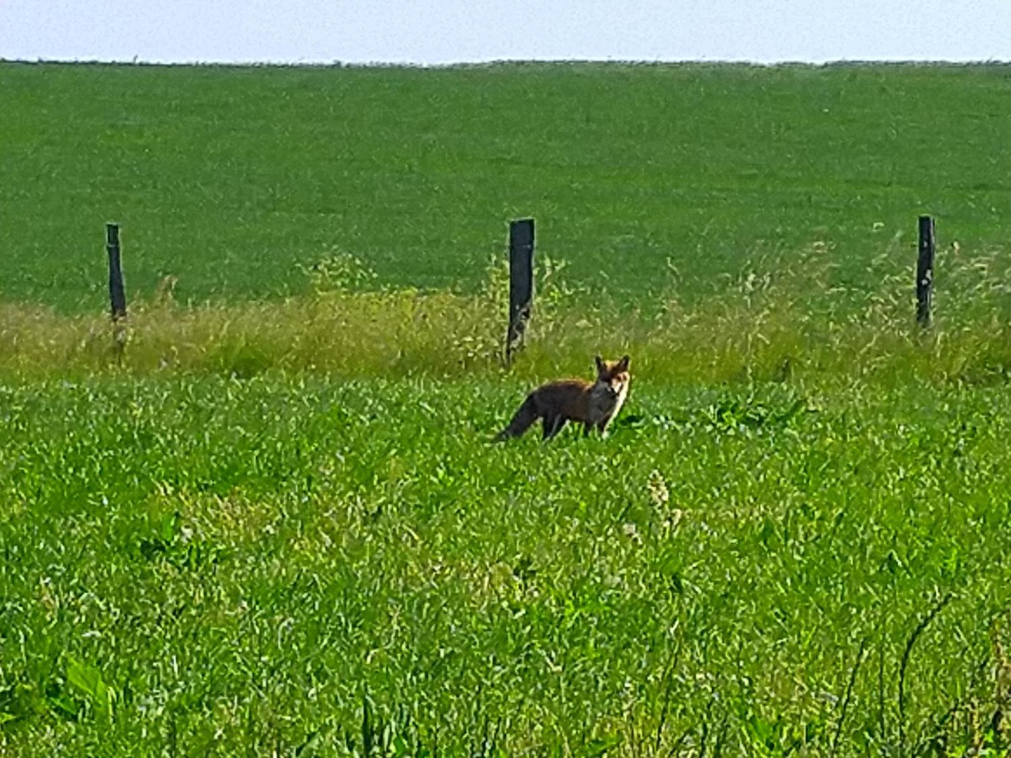 Urlaub Mit Hund Auf Dem Bauernhof Hofswald Lägenhet Euscheid Exteriör bild
