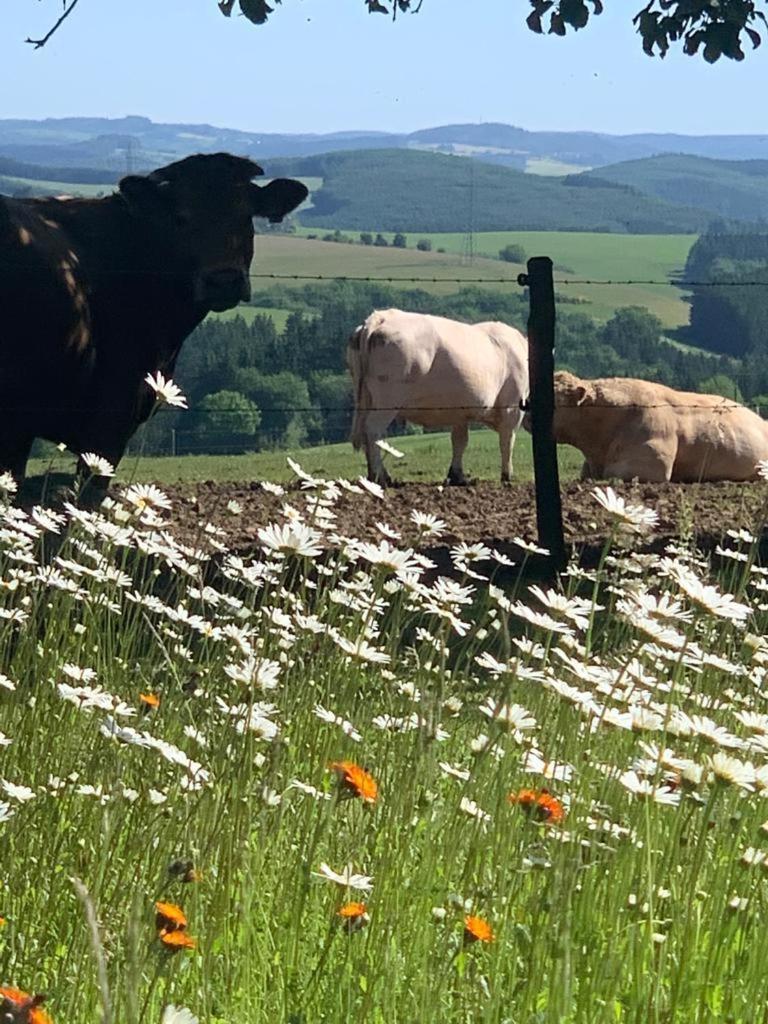 Urlaub Mit Hund Auf Dem Bauernhof Hofswald Lägenhet Euscheid Exteriör bild
