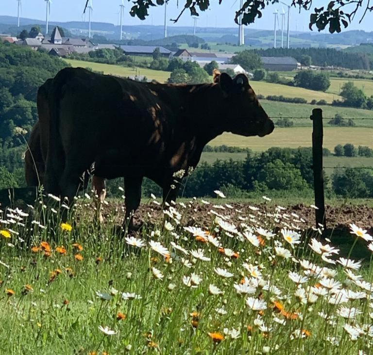 Urlaub Mit Hund Auf Dem Bauernhof Hofswald Lägenhet Euscheid Exteriör bild
