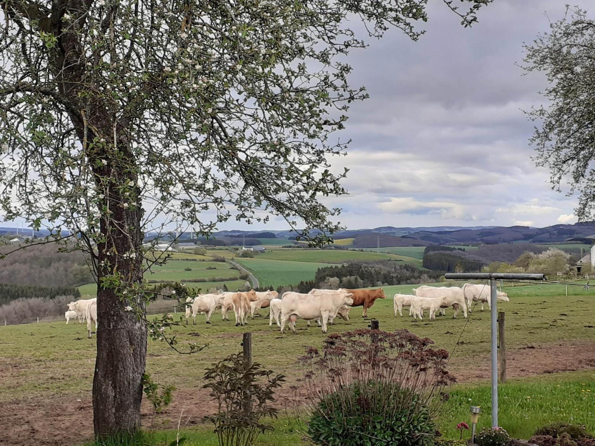 Urlaub Mit Hund Auf Dem Bauernhof Hofswald Lägenhet Euscheid Exteriör bild