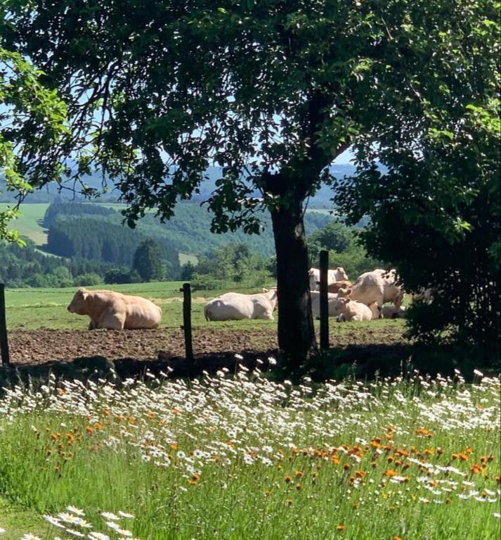 Urlaub Mit Hund Auf Dem Bauernhof Hofswald Lägenhet Euscheid Exteriör bild