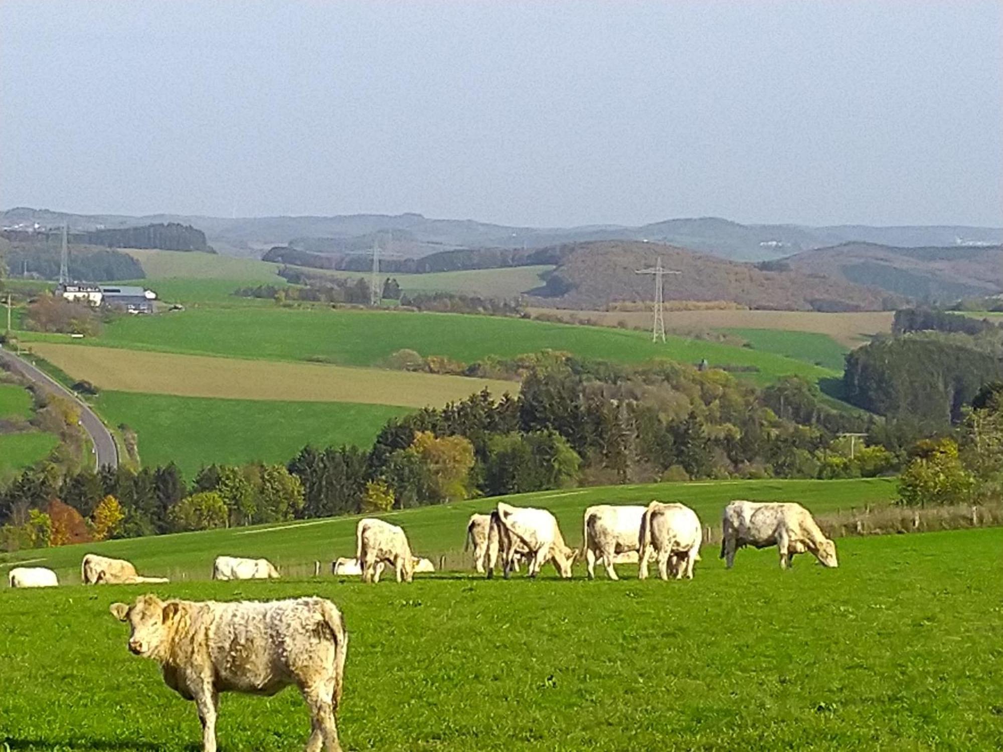 Urlaub Mit Hund Auf Dem Bauernhof Hofswald Lägenhet Euscheid Exteriör bild