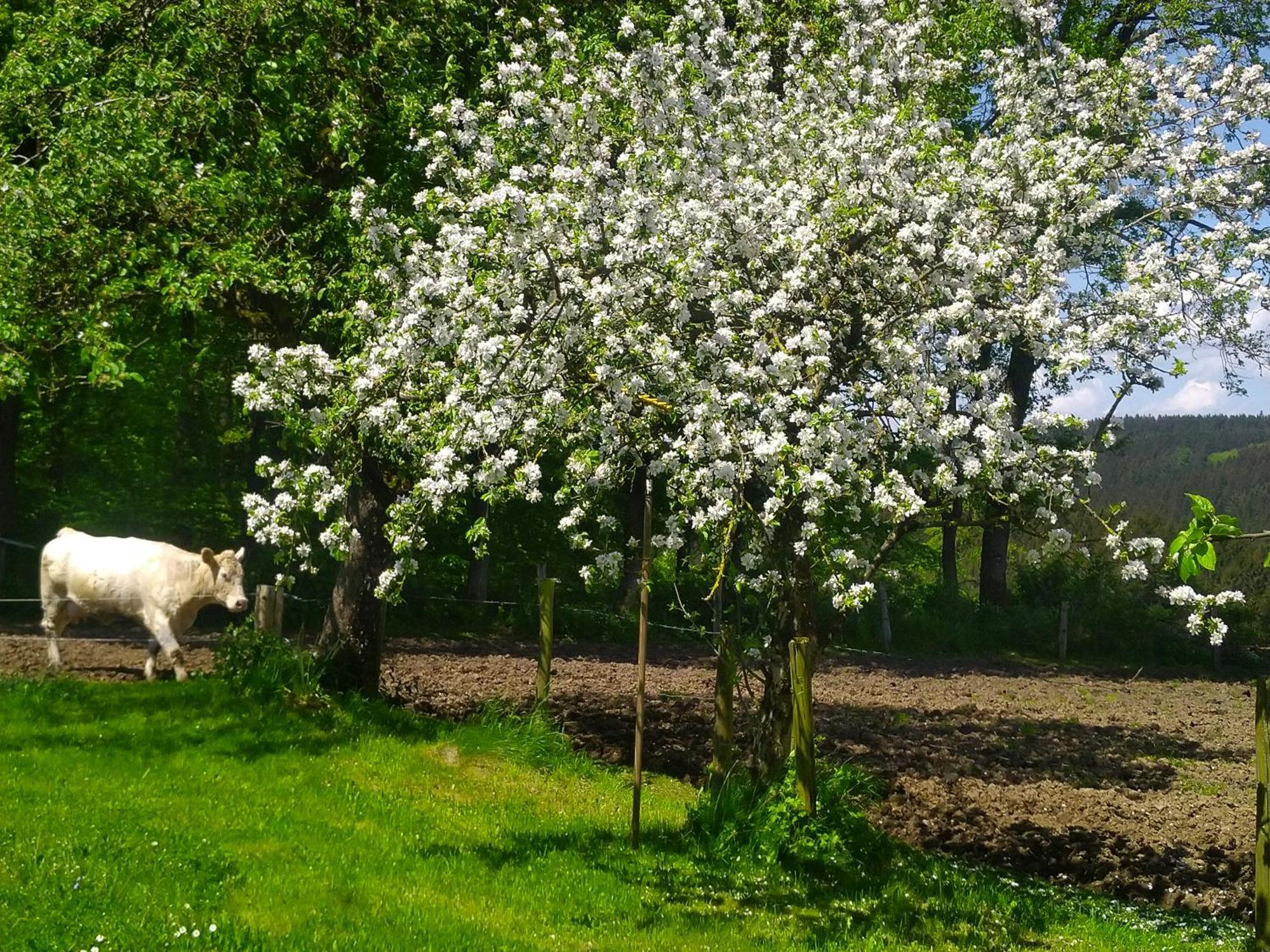 Urlaub Mit Hund Auf Dem Bauernhof Hofswald Lägenhet Euscheid Exteriör bild